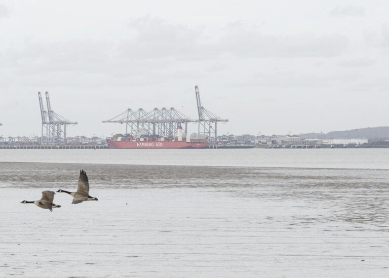 Hoo Docks and Canada Geese Photo Jonathan Juniper