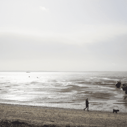 Dog walks along the estuary