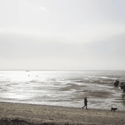 Dog walks along the estuary